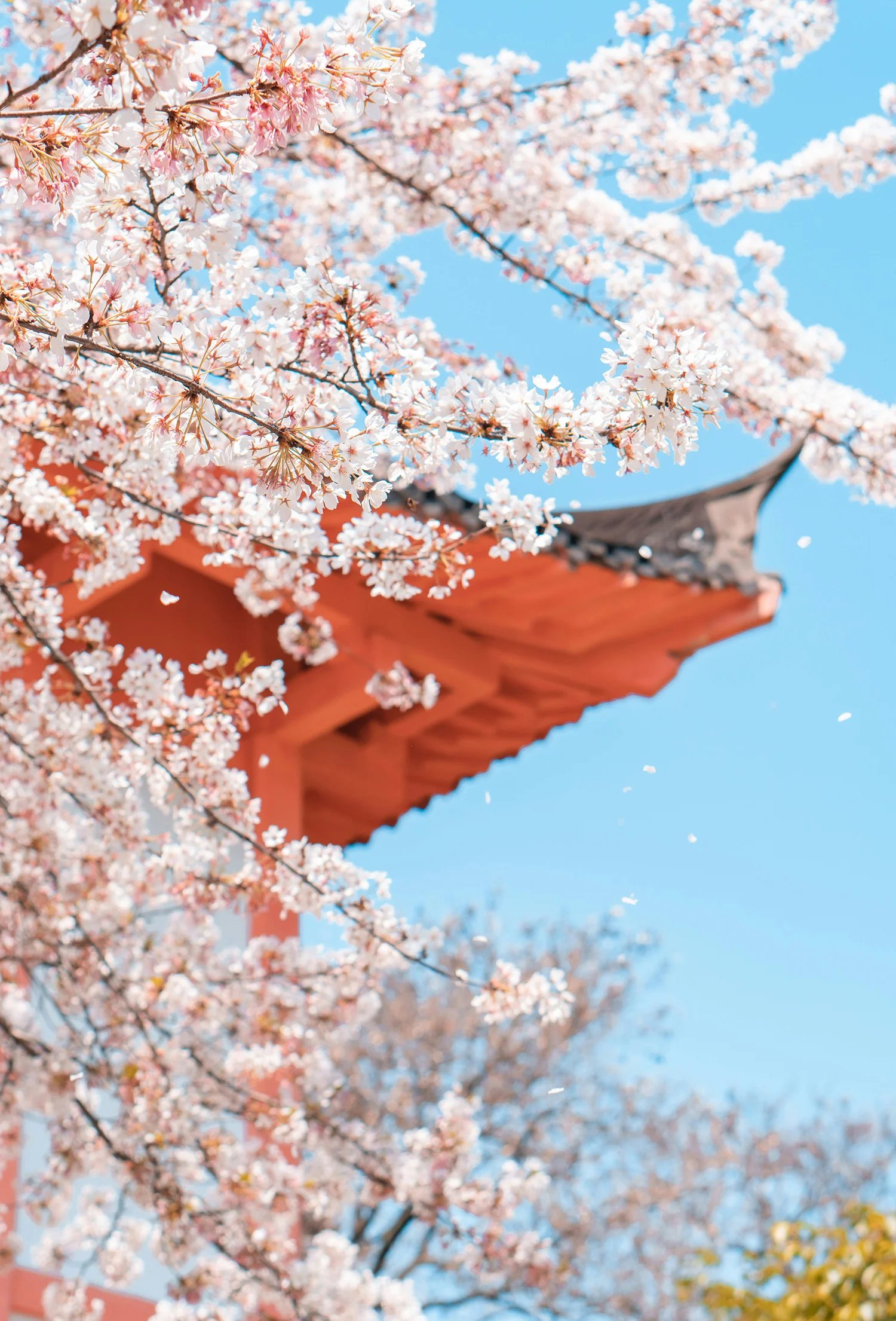 Best Selling Products